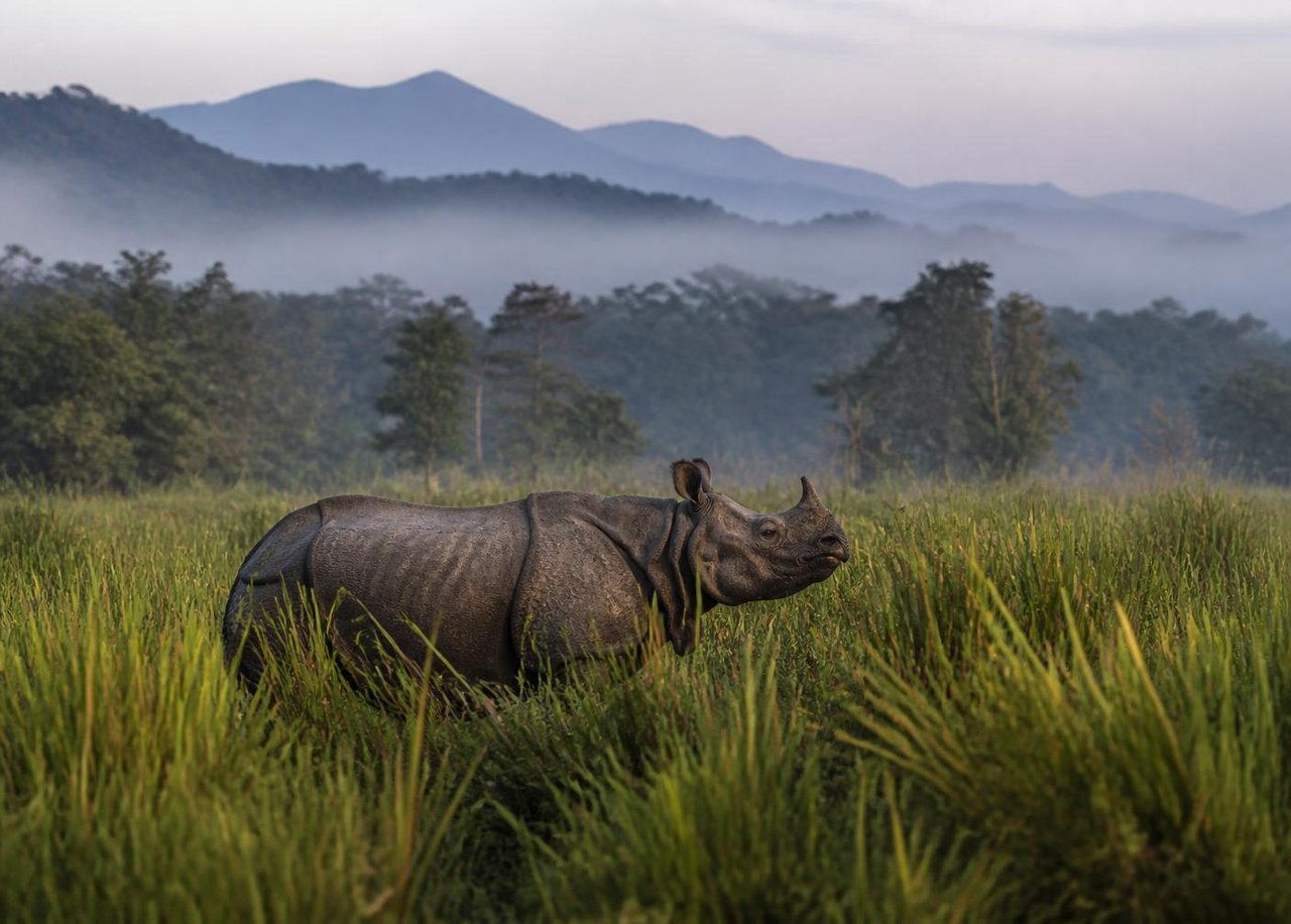 One-horned rhinoceros in the grasslands of Kaziranga